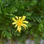 Maladies et parasites de l’Euryops