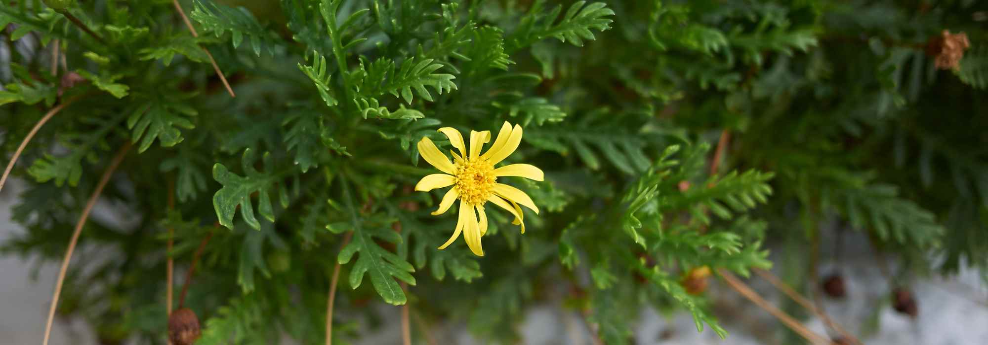 Maladies et parasites de l’Euryops