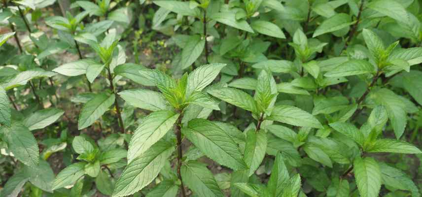 plante herbe traitement cheveux gras