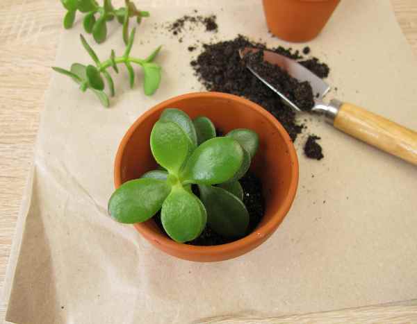 Comment multiplier les Crassulas ?