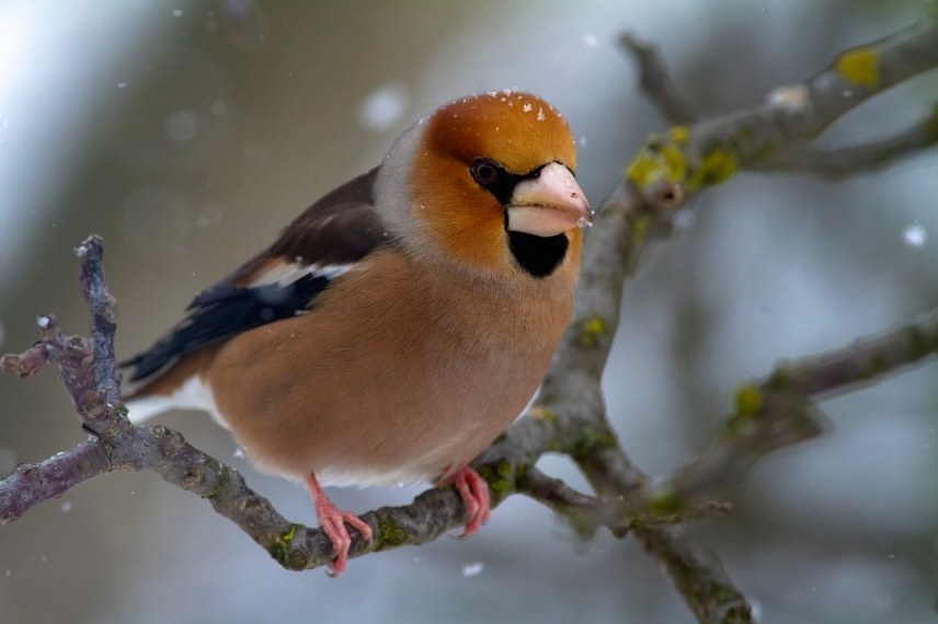 gros bec casse noyaux identification