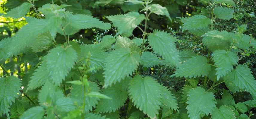 plantes assainissante purifiantes cheveux