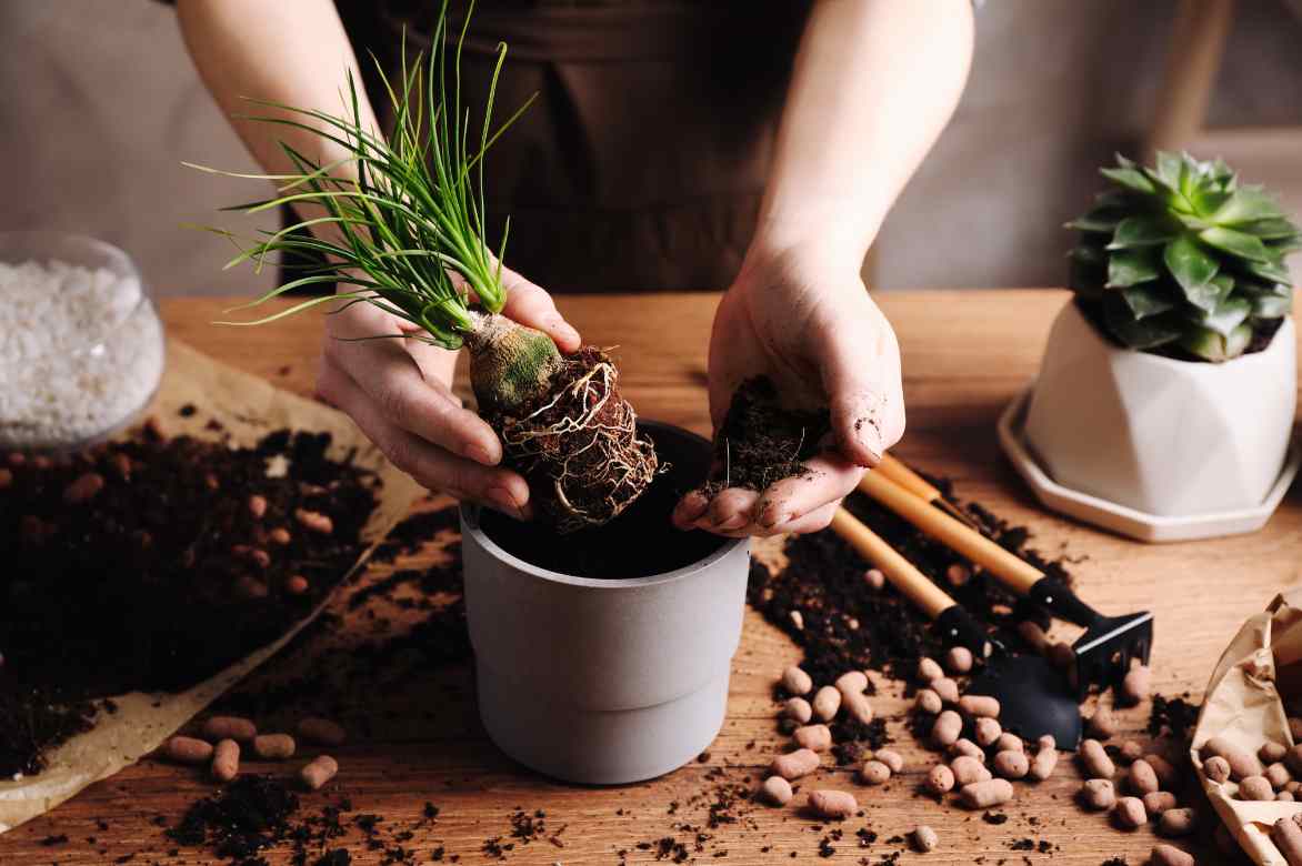 planter un pied d elephant