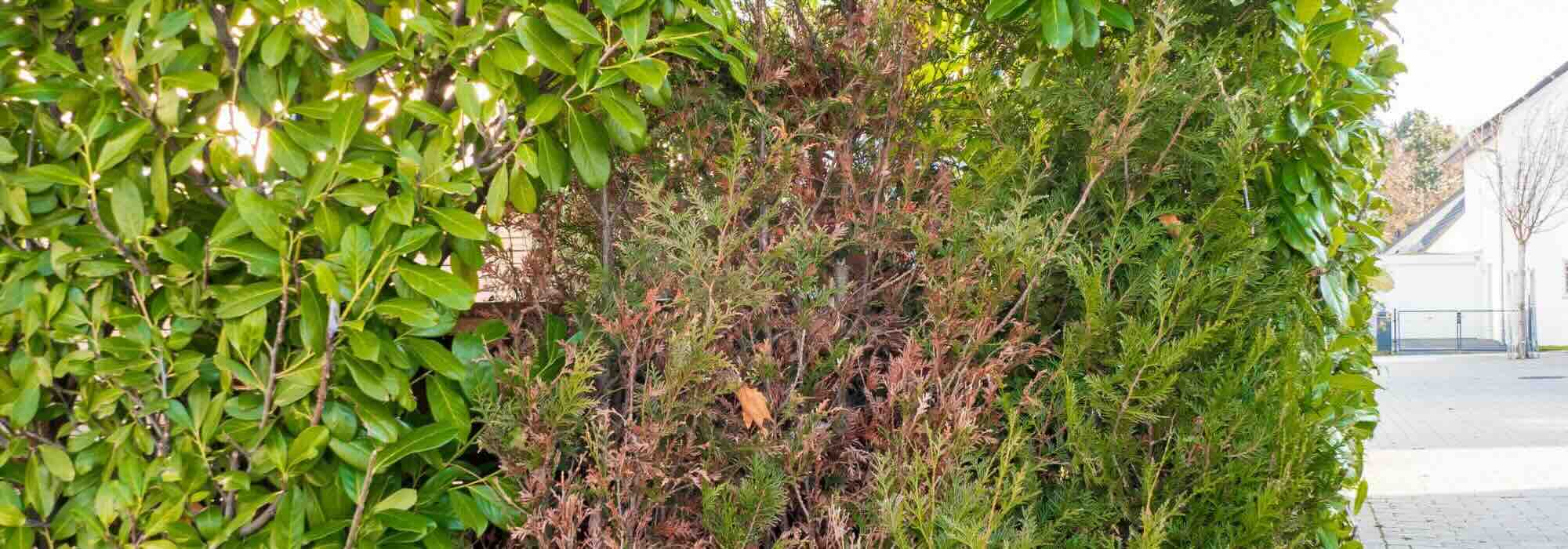 Comment rajeunir une vieille haie ?