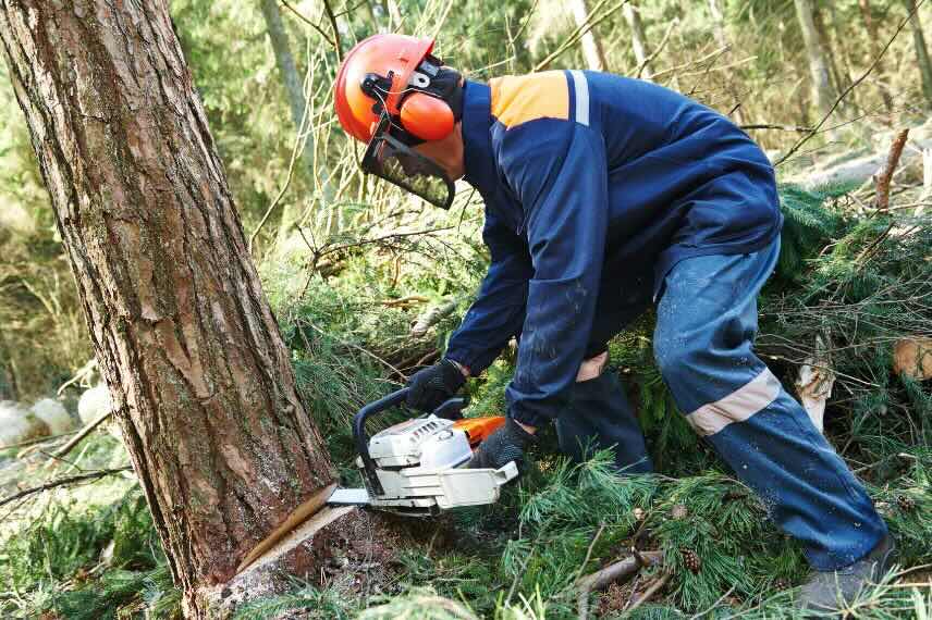homme équipé pour couper un arbre