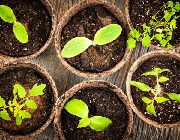 Jardinage débutant : réussir ses premiers semis en 7 étapes faciles