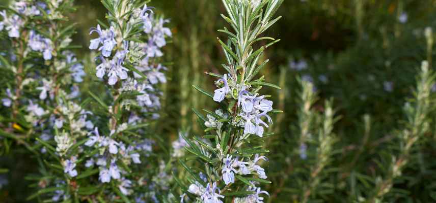 soin naturel maison pour purifier cheveux