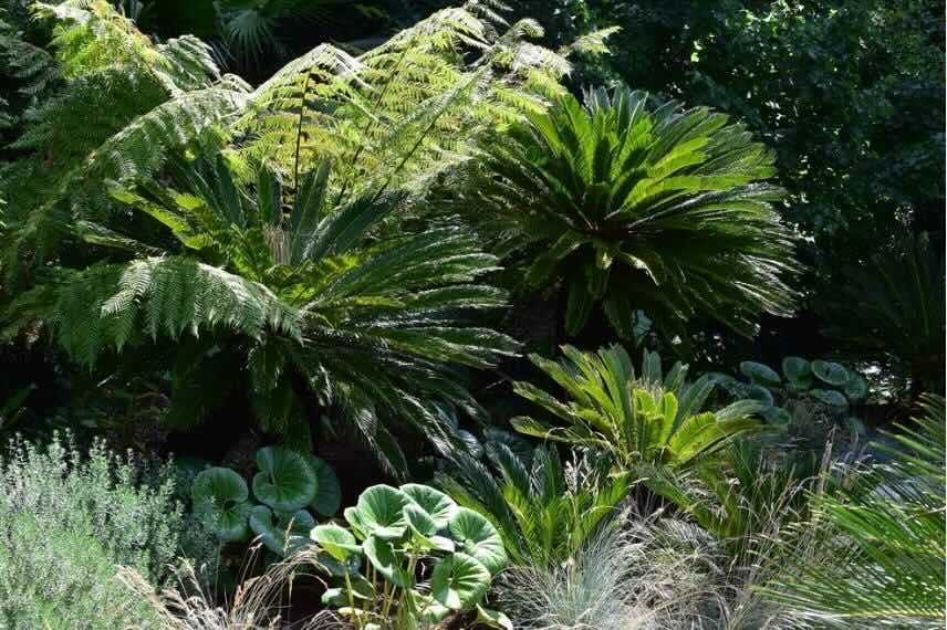 une scène de jardin avec des feuillages exotiques et graphiques