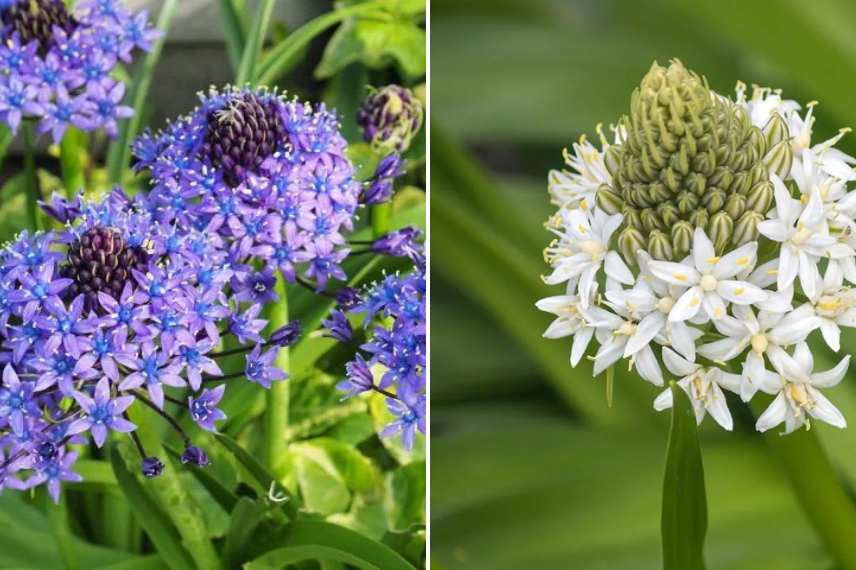 plantes bulbeuses fleurs durables 