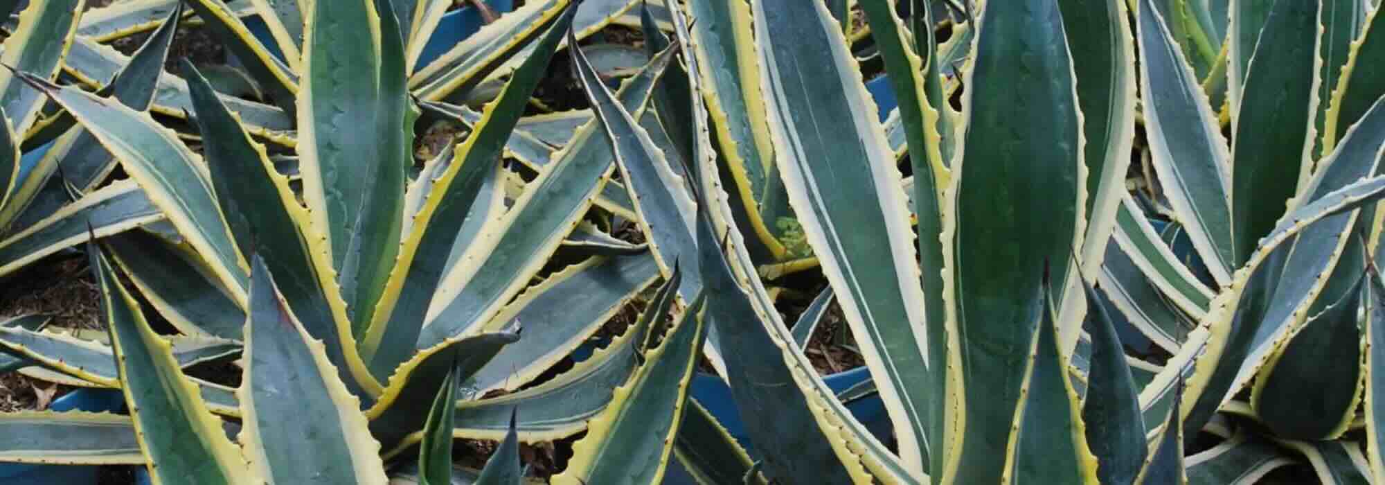 Agaves envahissants : guide pratique pour s’en débarrasser