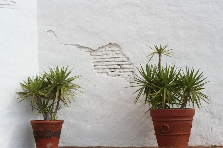 Deux yuccas en pot sur une terrasse