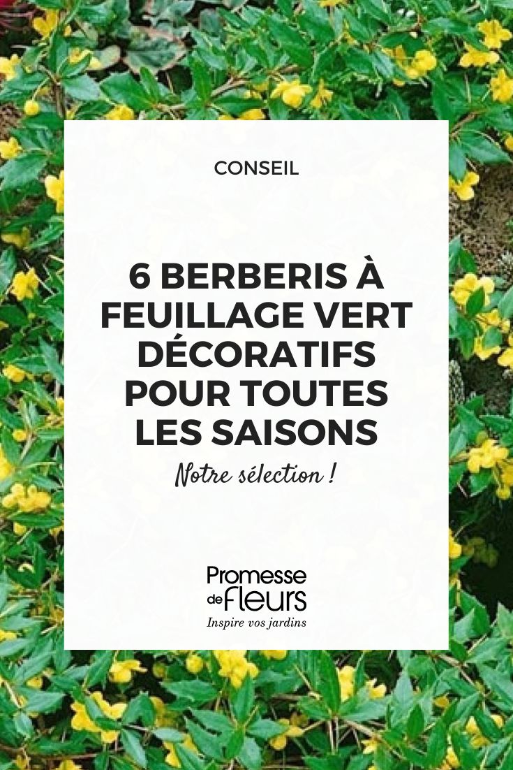 L'épine-vinette 'Chenaultii'