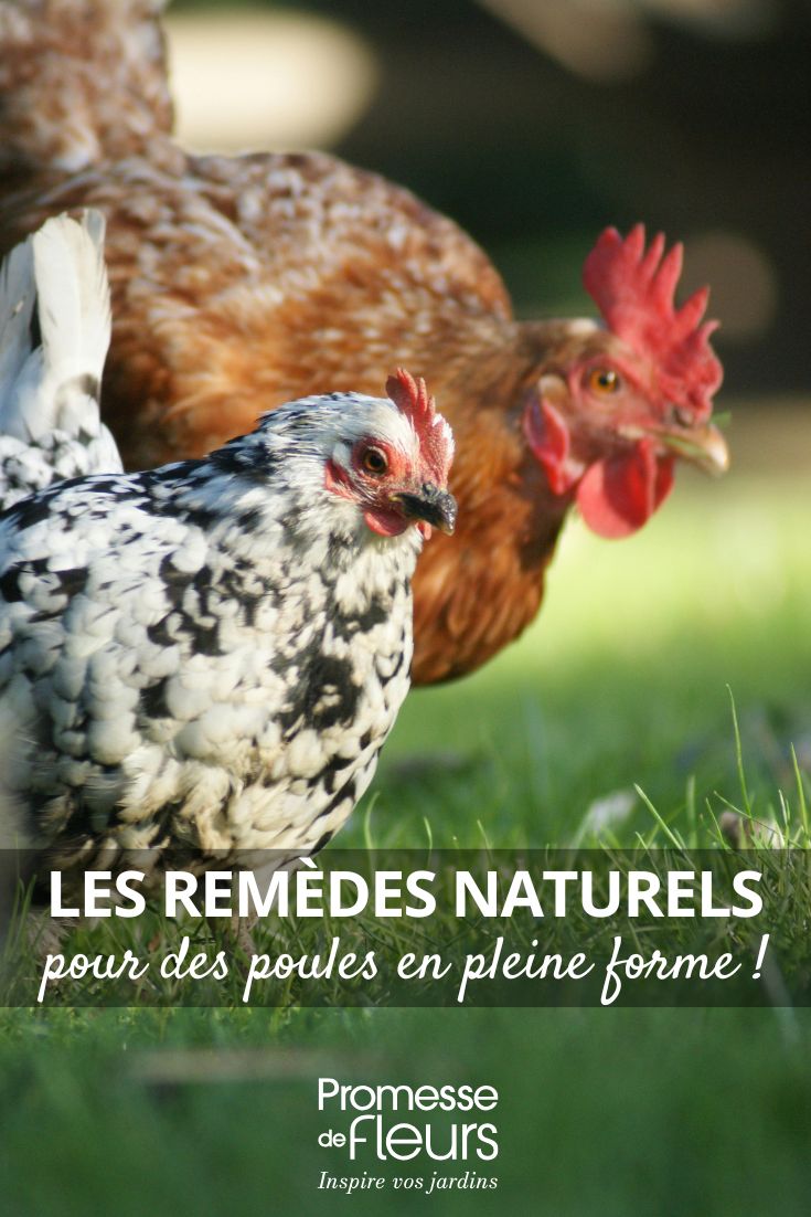 des poules soignées naturellement