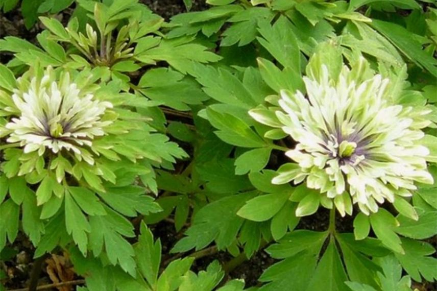 Anemone des bois à fleurs vertes