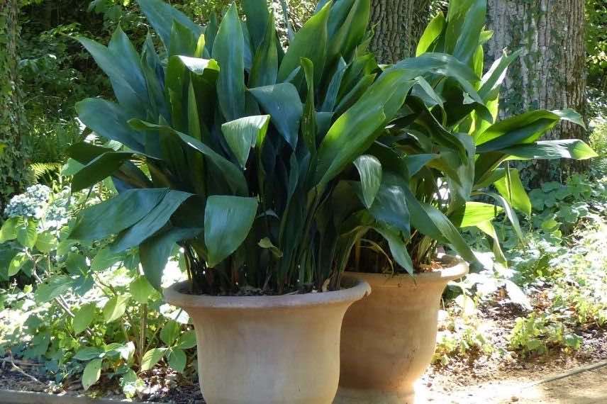 pot d'aspidistre en exterieur