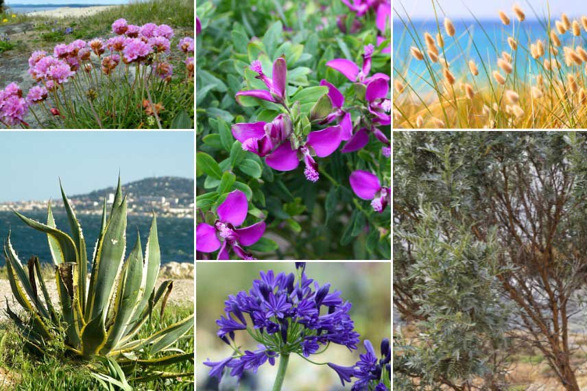 Associer le Polygala dans un jardin de bord de mer