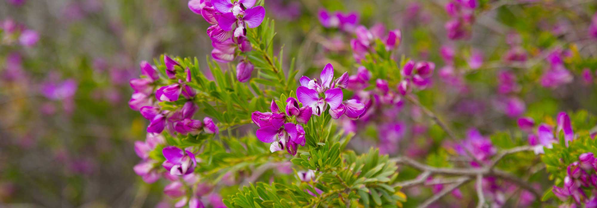 Comment associer le Polygala ?