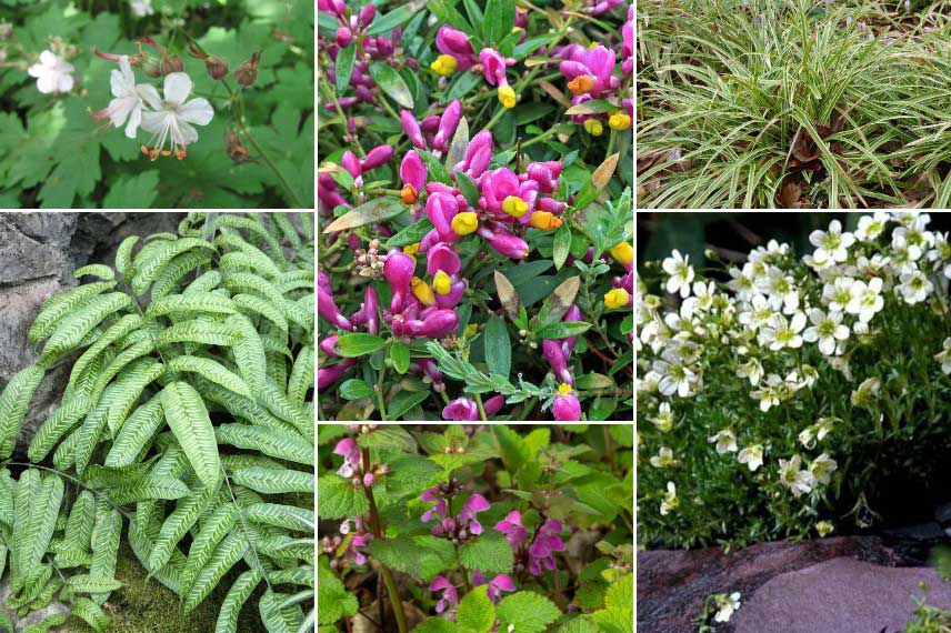 Associer le Polygala chamaebuxus dans une rocaille ombragée