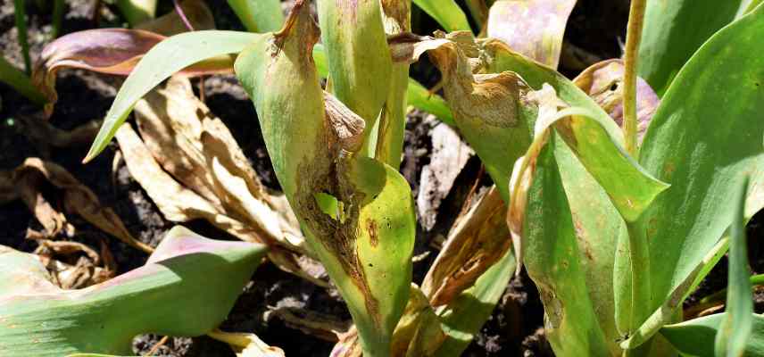 feu de la tulipe symptomes traiter