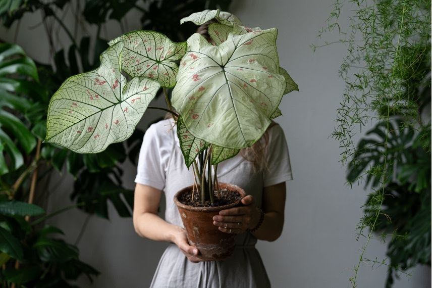 feuilles géantes de Caladium en pot