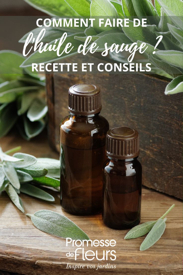 huilde de sauge