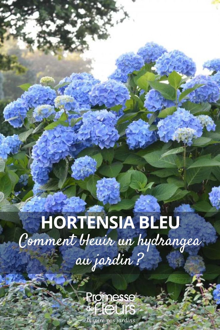hydrangea à fleurs bleues