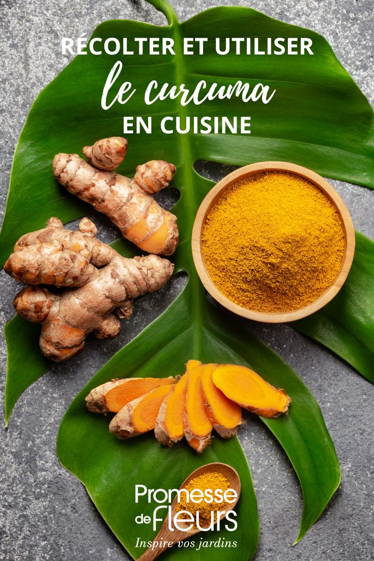 le curcuma recettes et utilisation