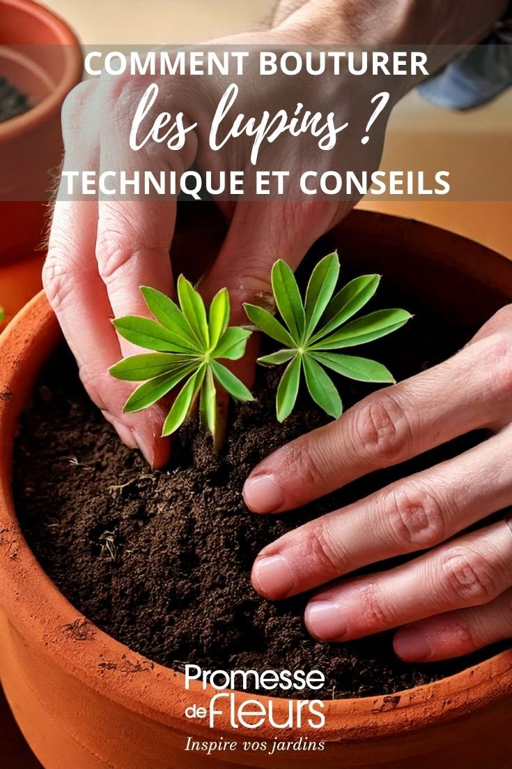 bouture de lupin étapes par étapes