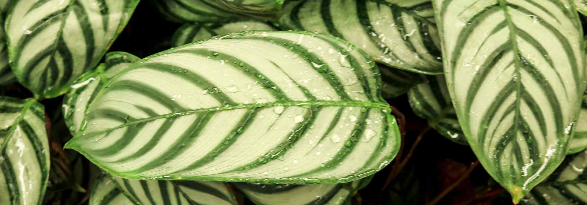  Ctenanthe : planter, cultiver, entretenir