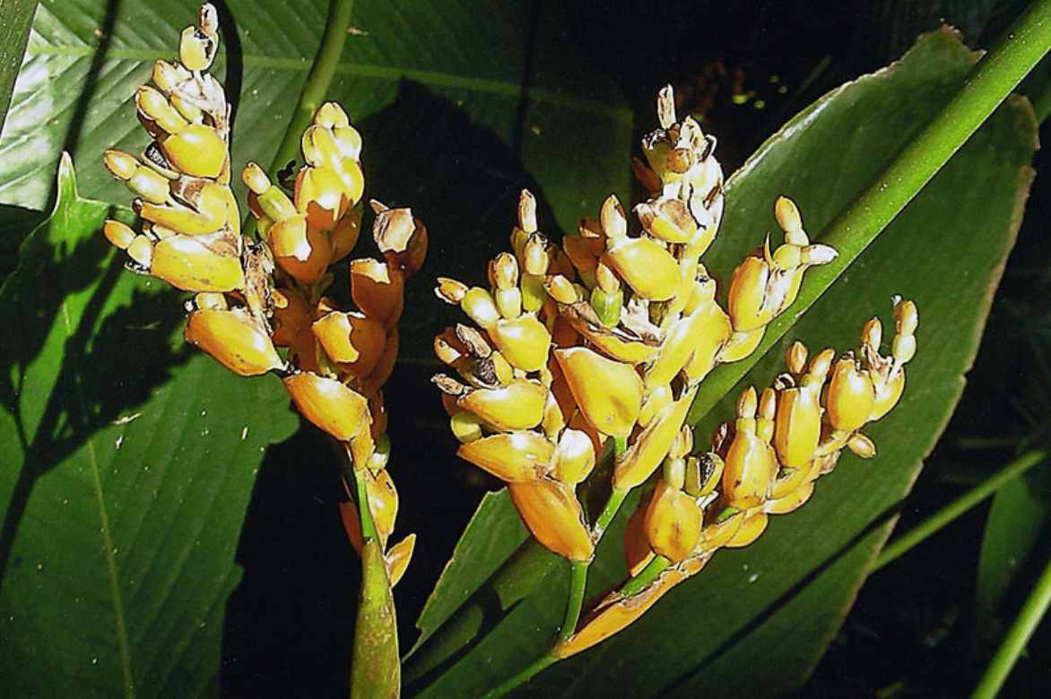 floraison Ctenanthe fleur paon