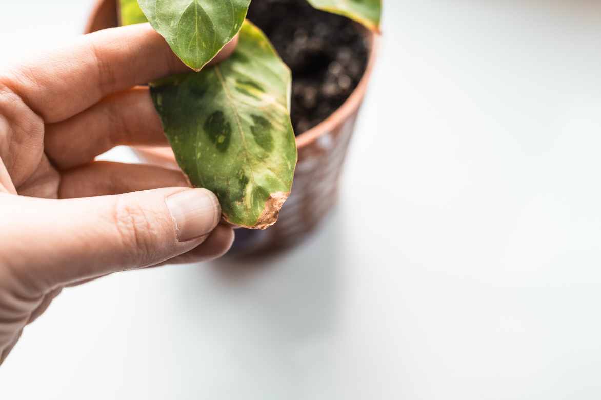 maladies ctenanthe plante paon