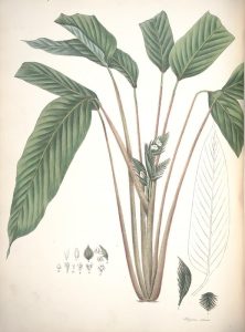 Ctenanthe cultiver en interieur