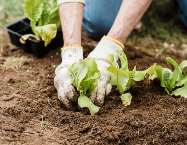 Jardinage débutant : comment repiquer ses jeunes plants en 5 étapes faciles