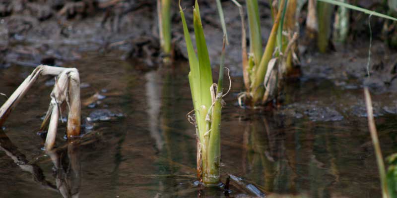 Diviser l'Acore odorant, Acorus calamus