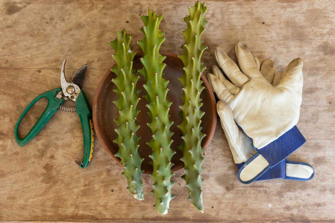 Comment bouturer l'Euphorbe cactus