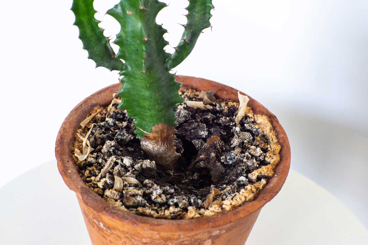 Euphorbe cactus, probleme de culture, mauvais drainage