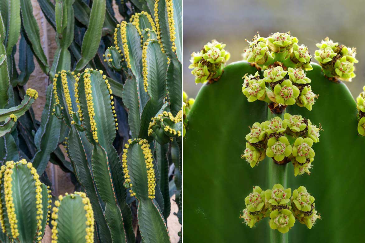 La floraison de l'Euphorbe cactus