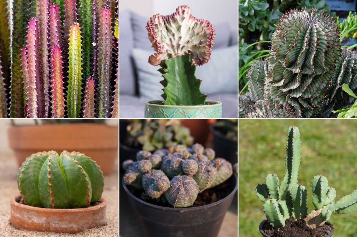 Differentes especes d'Euphorbe cactus
