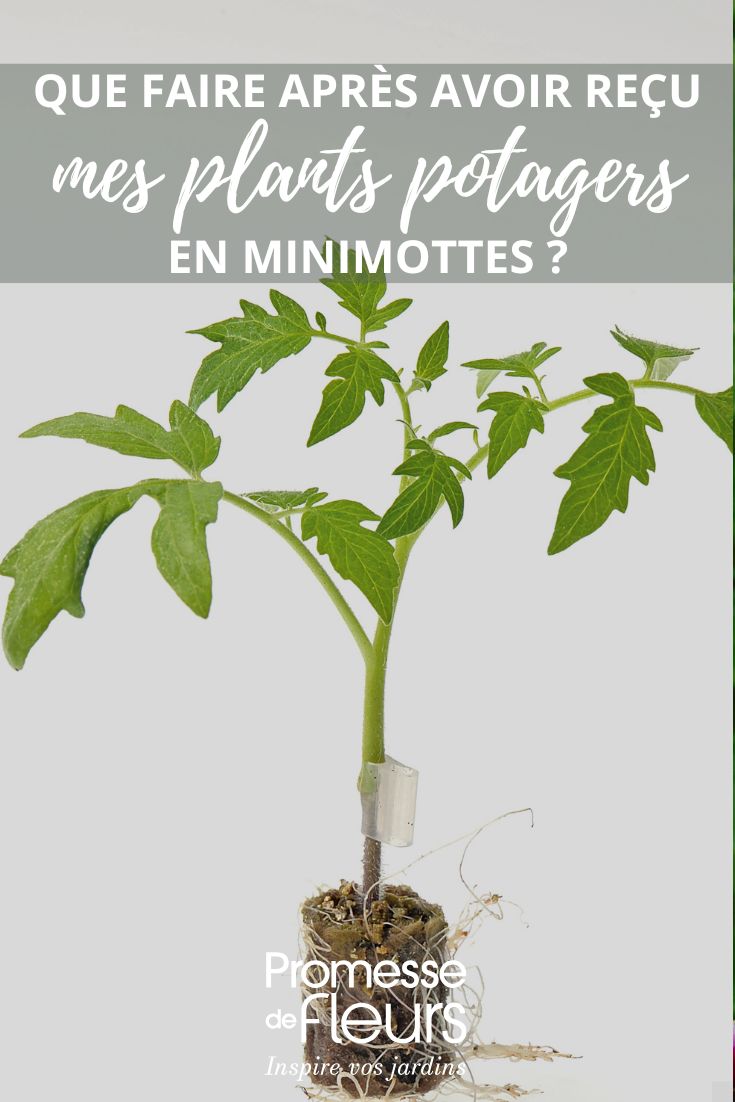 Que faire après avoir reçu mes plants potagers en minimottes ?