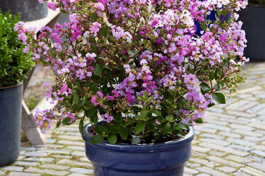 Lilas des Indes en pot
