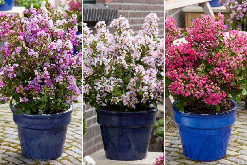 Les plus petites variétés de Lagerstroemia ou Lilas des Indes
