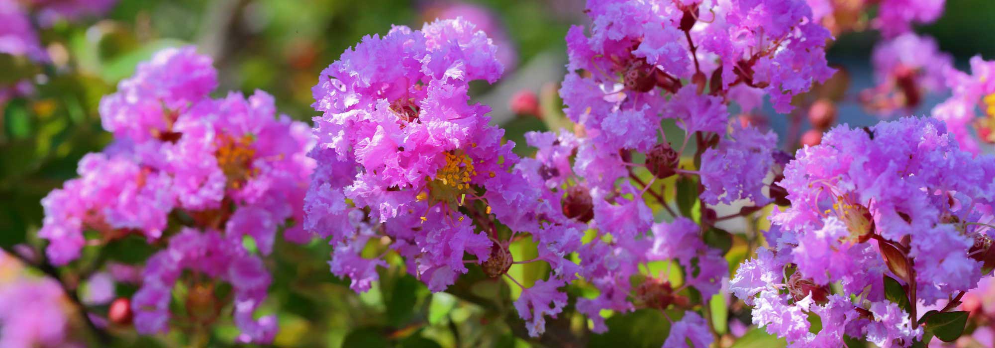 Réussir la culture du Lilas des Indes (Lagerstroemia) en pot
