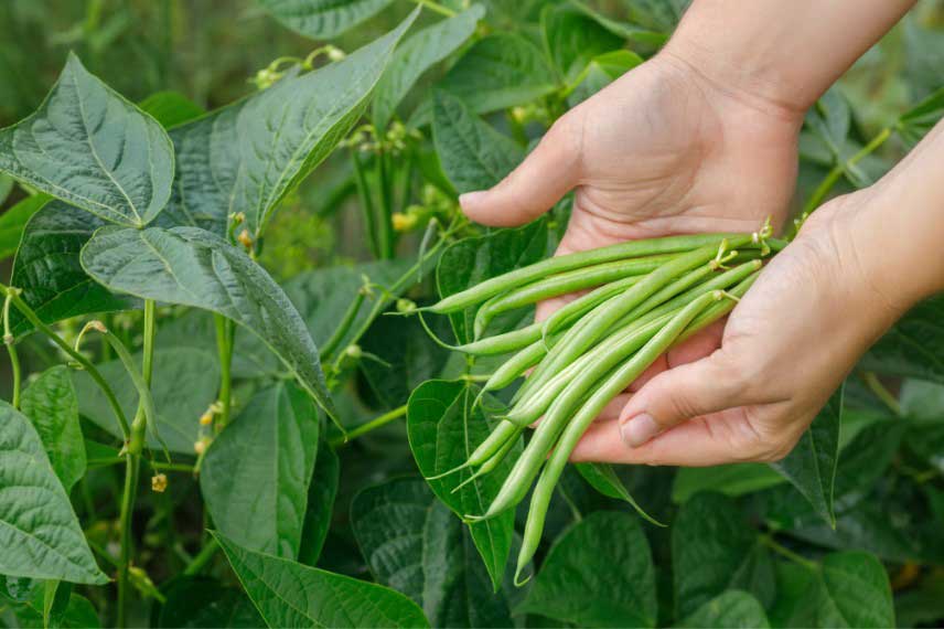 Legumes faciles à cultiver : haricots verts