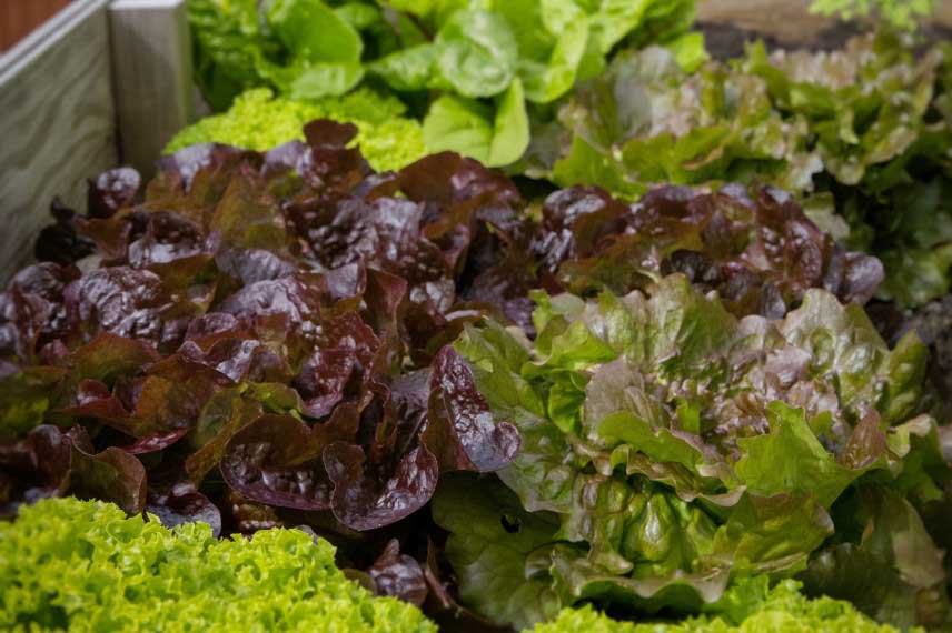 Legumes faciles à cultiver : salades