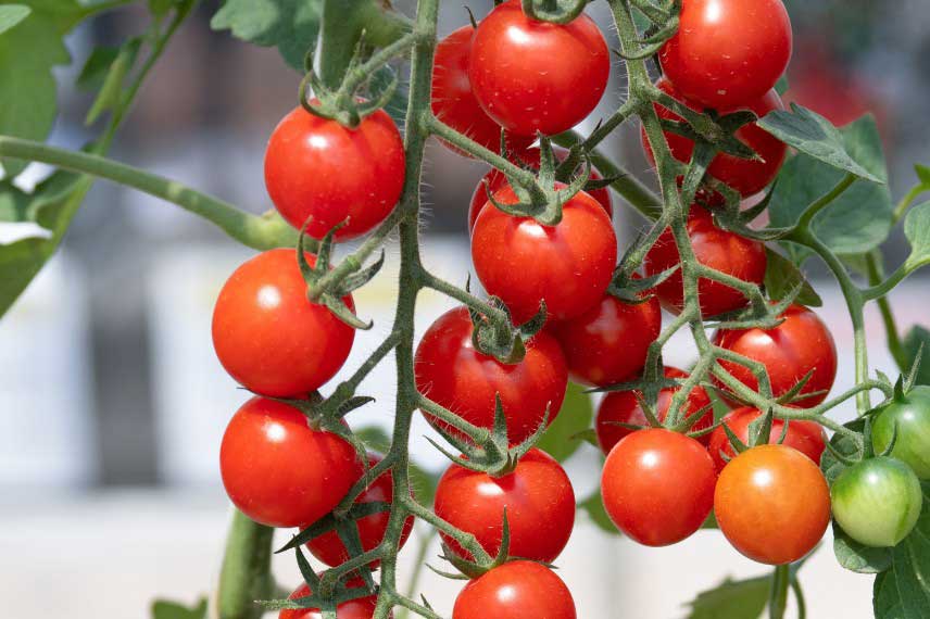 Legumes faciles à cultiver : tomates-cerises
