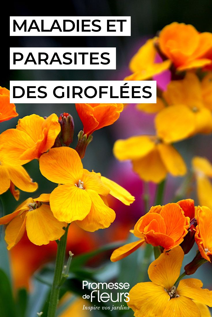 soigner les giroflées