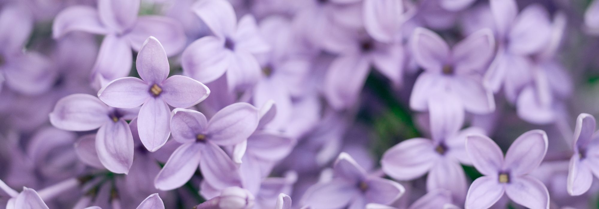 Que planter dans un sol argilo-calcaire ? Conseils et plantes adaptées