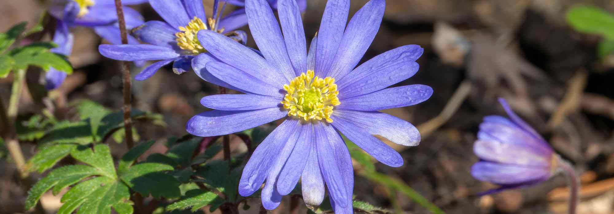 Maladies et parasites des Anémones