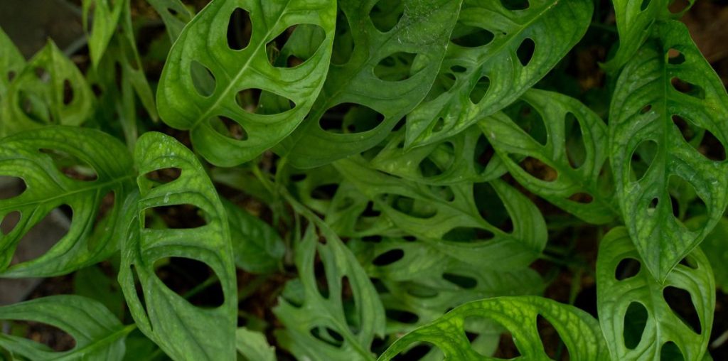 Le feuillage d'un Monstera adansonii