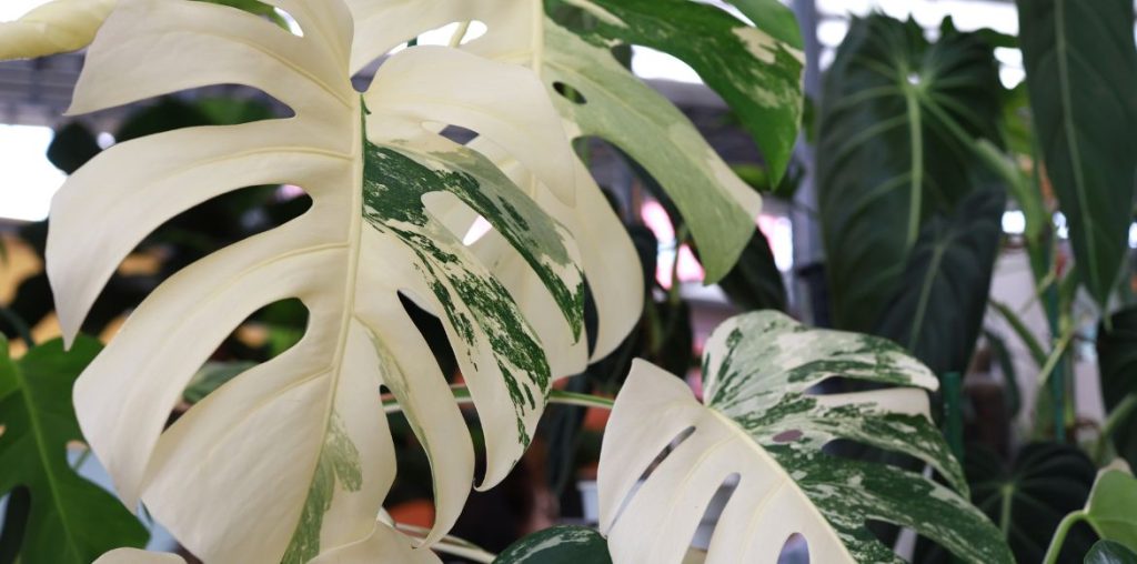 Monstera à feuillage panaché 